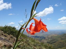 Gladiolus saundersii from the side